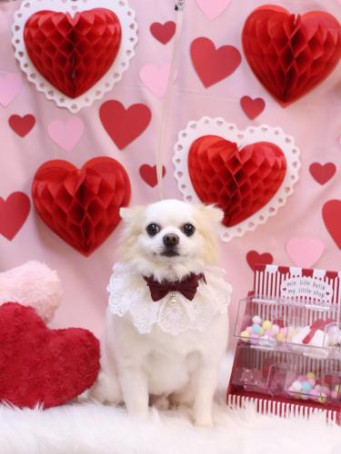 20240204ラテくん